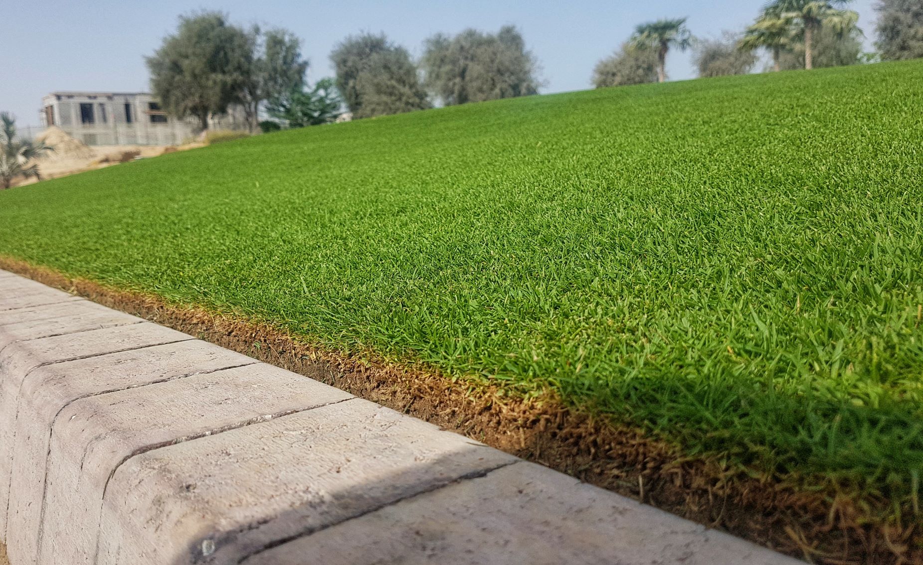 Turfgrass for Landscaping - Atlas Turf Arabia (English)