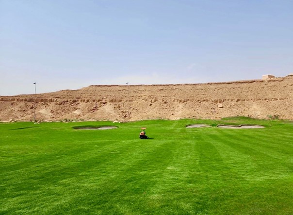 Atlas Turf Arabia grass on the golf course at the Diriyah Gate Development. Atlas Turf Arabia is the first IGAP certified turf farm in Saudi Arabia. We produce sustainable turfgrass that is heat tolerant, thrives with TSE irrigation, and is durable for steady play. Our Paspalum turfgrass is suitable for golf, football, landscaping and infrastructure and has been used on multiple worldwide golf courses as well as the pitch for the World Cup in Qatar.